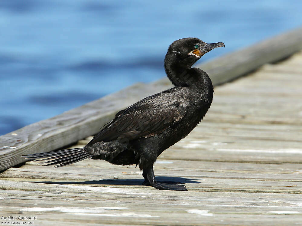 Cormoran viguaadulte nuptial, identification