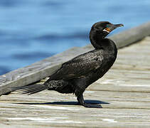 Neotropic Cormorant