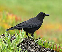 American Crow