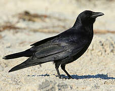 Fish Crow