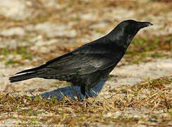 Fish Crow