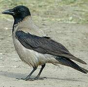 Hooded Crow