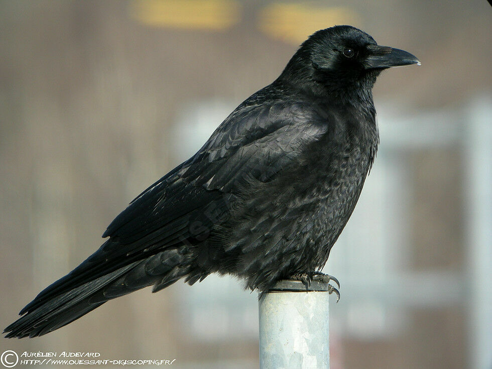 Carrion Crowadult breeding