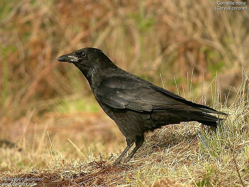 Carrion Crow