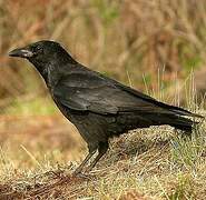 Carrion Crow