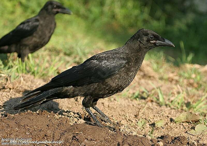 Carrion Crowjuvenile, identification