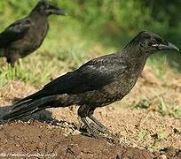 Carrion Crow