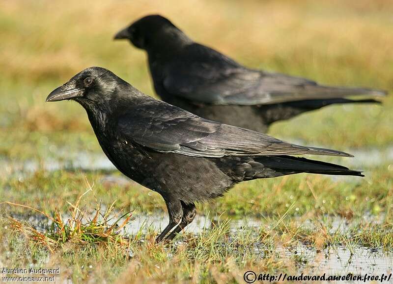 Carrion CrowSecond year, identification