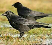 Carrion Crow