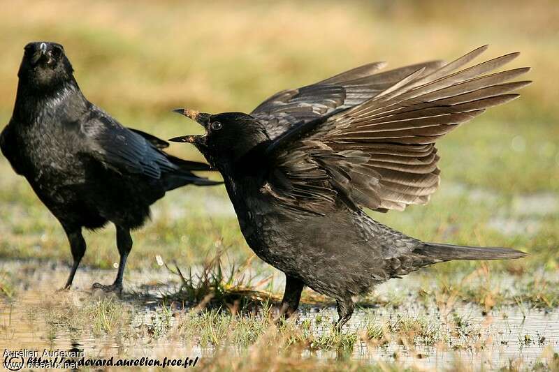 Carrion Crow, pigmentation