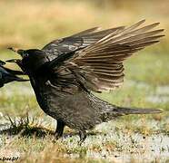 Carrion Crow