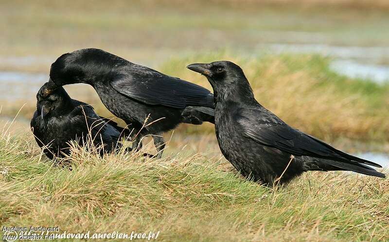 Carrion Crowadult post breeding, Behaviour