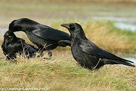 Carrion Crow