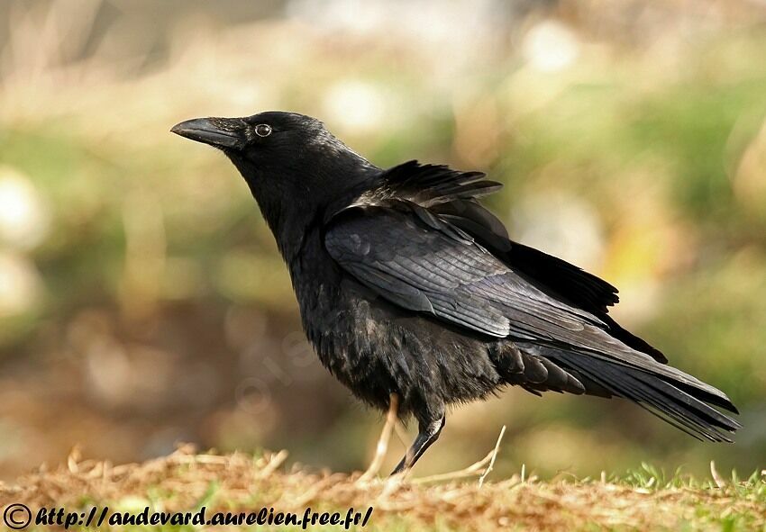 Carrion Crow