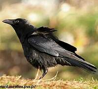 Carrion Crow