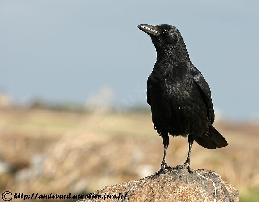 Carrion Crowadult post breeding