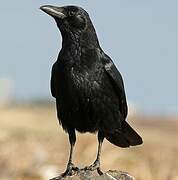 Carrion Crow