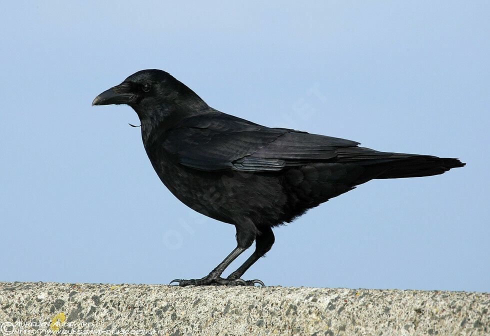 Carrion Crow