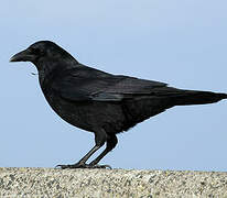 Carrion Crow