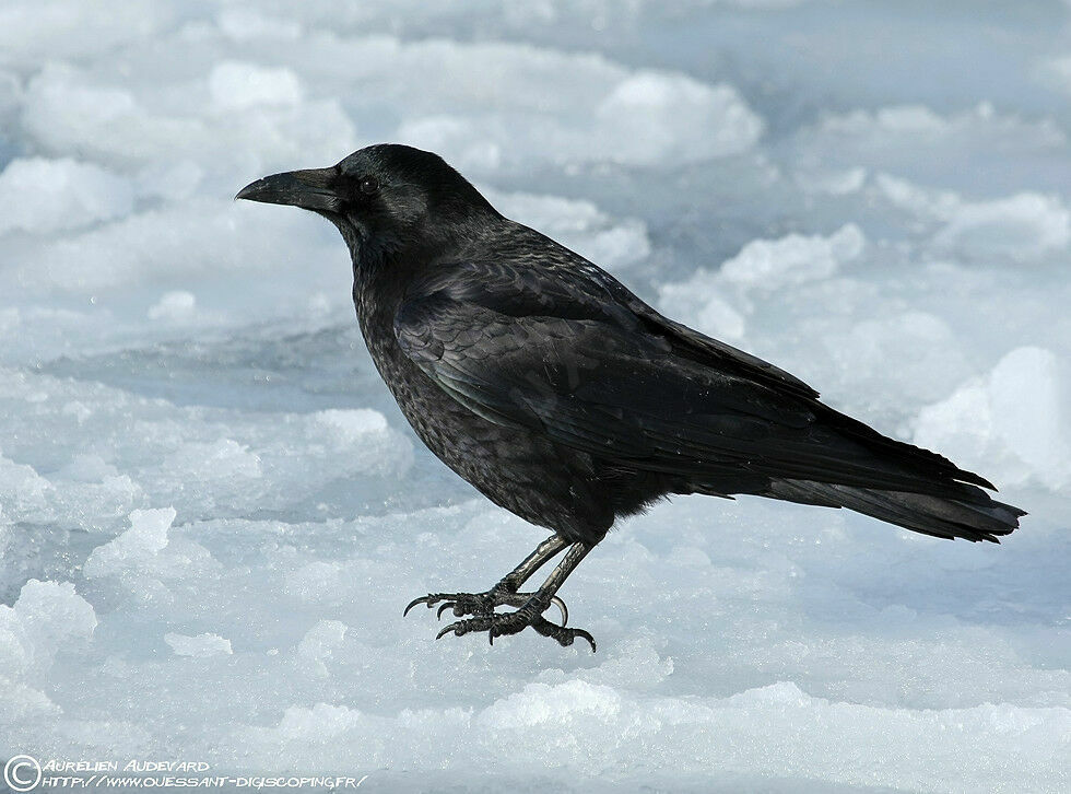 Carrion Crow