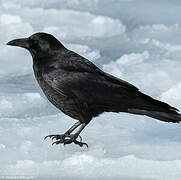 Carrion Crow