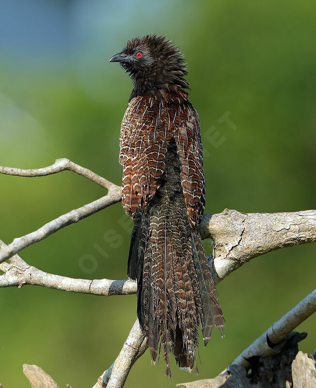 Pheasant Coucal male adult, identification