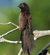 Coucal faisan