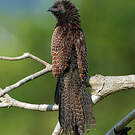 Coucal faisan