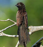 Pheasant Coucal