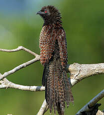 Coucal faisan