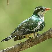 Diederik Cuckoo