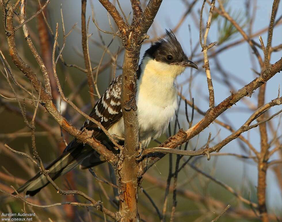 Great Spotted CuckooSecond year, identification