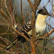 Great Spotted Cuckoo