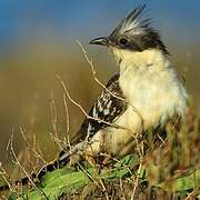 Great Spotted Cuckoo