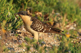 Great Spotted Cuckoo