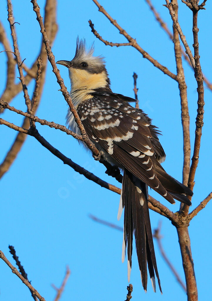 Great Spotted Cuckoo male adult breeding, identification