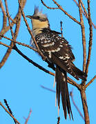 Great Spotted Cuckoo