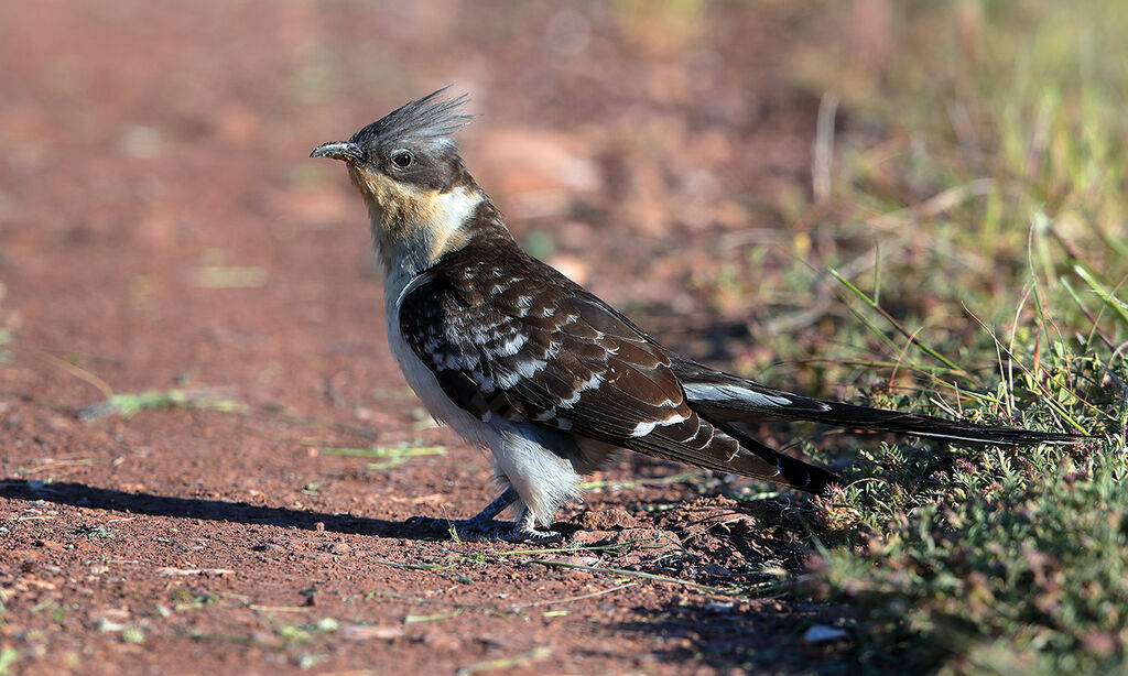 Great Spotted CuckooSecond year, identification