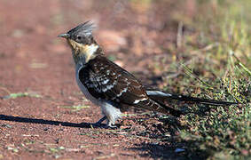 Great Spotted Cuckoo