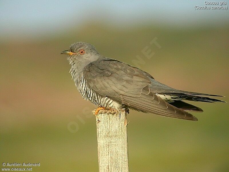 Common Cuckoo