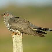 Common Cuckoo