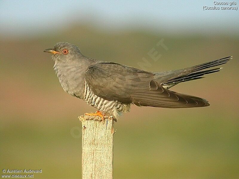 Common Cuckoo