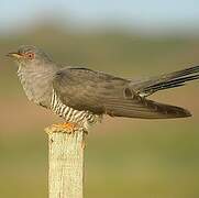 Common Cuckoo