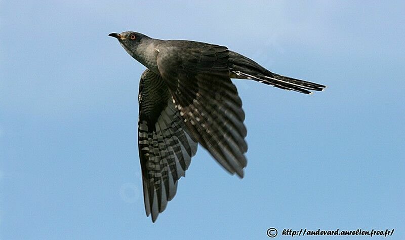 Common Cuckoo