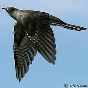 Common Cuckoo