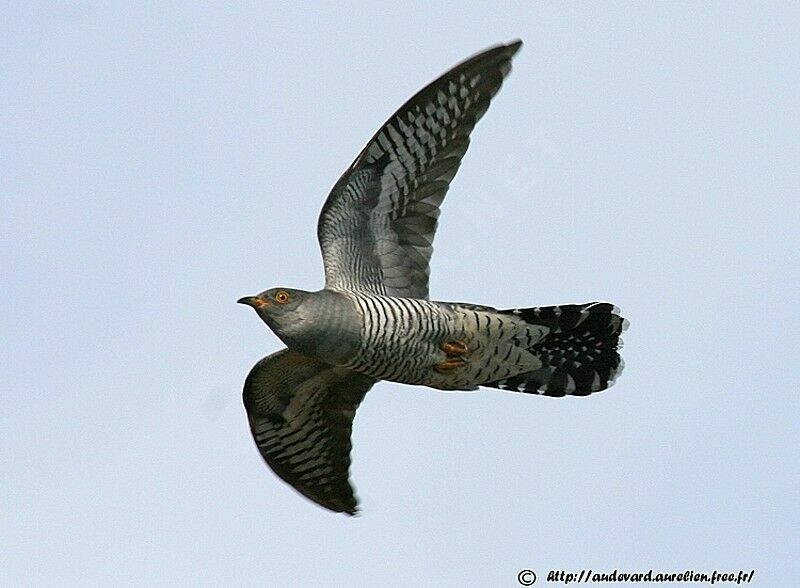 Common Cuckoo