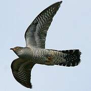 Common Cuckoo