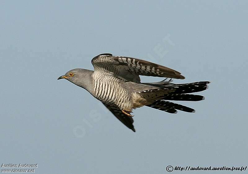 Common Cuckoo male adult, Flight