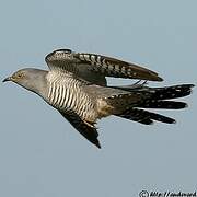 Common Cuckoo