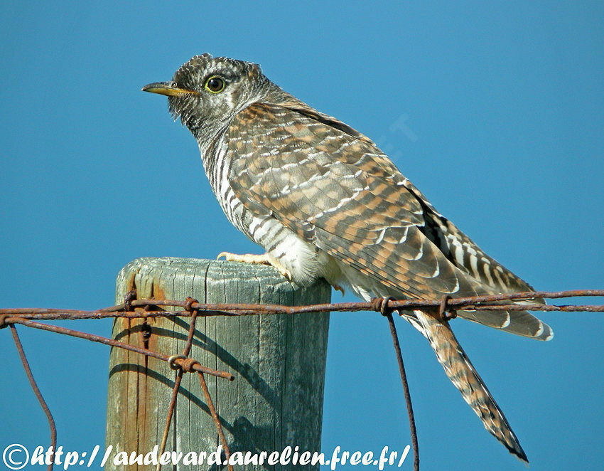 Common Cuckoo